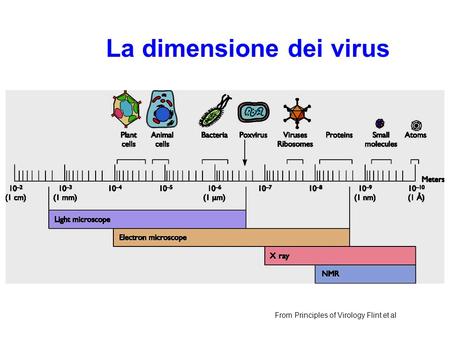 La dimensione dei virus