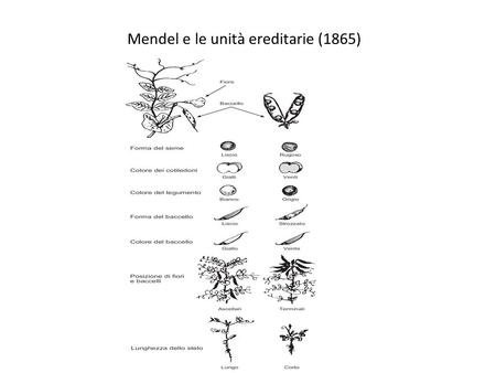 Mendel e le unità ereditarie (1865). La dominanza (primo principio di Mendel).