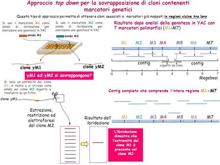 Approccio top down per la sovrapposizione di cloni contenenti marcatori genetici yM1 ed yM2 si sovrappongono? clone yM1 Si isola un ’ estremità del clone.