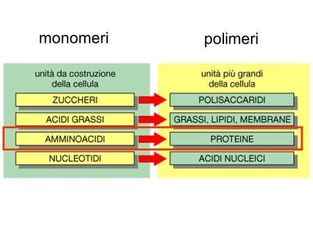 Monomeri polimeri. What is a protein? A protein is a polymer of of fixed length, composition and structure made by a combination of the 20.