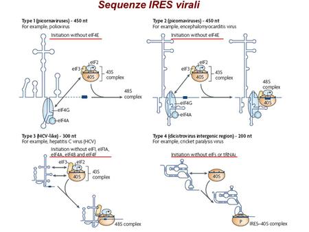 Sequenze IRES virali Internal ribosome entry sites (IRESs) are RNA elements that mediate end-independent ribosomal recruitment to internal locations in.