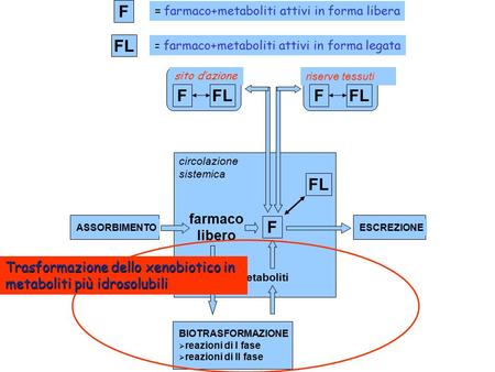Circolazione sistemica farmaco libero BIOTRASFORMAZIONE  reazioni di I fase  reazioni di II fase metaboliti ESCREZIONEASSORBIMENTO F sito d’azione riserve.