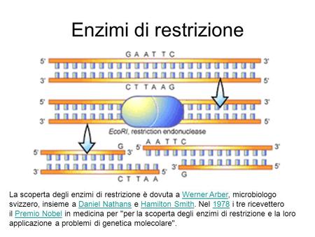 Enzimi di restrizione La scoperta degli enzimi di restrizione è dovuta a Werner Arber, microbiologo svizzero, insieme a Daniel Nathans e Hamilton Smith.