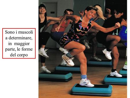 Sono i muscoli a determinare, in maggior parte, le forme del corpo