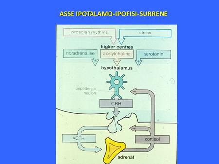ASSE IPOTALAMO-IPOFISI-SURRENE