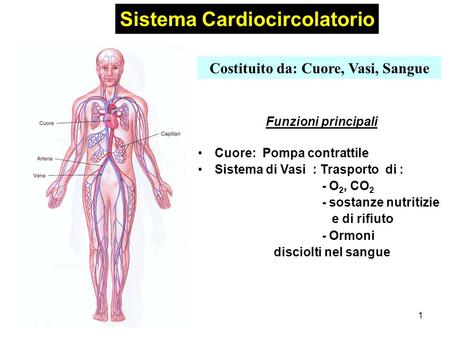 Sistema Cardiocircolatorio Costituito da: Cuore, Vasi, Sangue