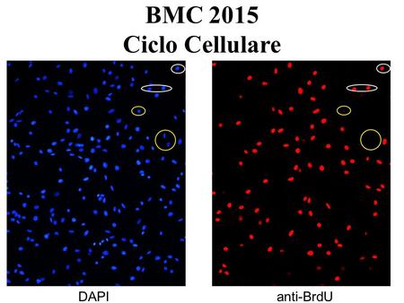 DAPIanti-BrdU BMC 2015 Ciclo Cellulare. S M Sintesi del DNA mitosi G1G1 G2G2 Stimolo mitogenico S M G1G1 G2G2 Stimolo mitogenico G1G1 Stimolo mitogenico.