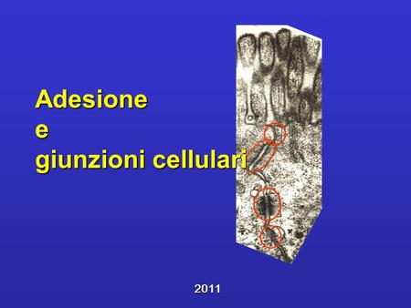 Adesione e giunzioni cellulari 2011. Adesione –Cellula-cellula; –cellule-strutture circostanti –Integrità e comunicazione tissutale.