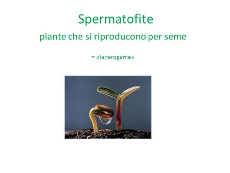 piante che si riproducono per seme = «fanerogame»