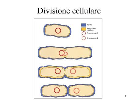 1 Divisione cellulare. 2 3 4 Divisione batterica Al centro del batterio un gruppo di proteine chiamate Fts formano un anello intorno al piano di divisione.