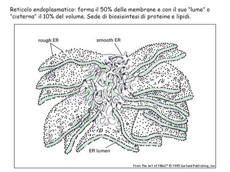 Reticolo endoplasmatico: forma il 50% delle membrane e con il suo “lume” o “cisterna” il 10% del volume. Sede di biosisintesi di proteine e lipidi.