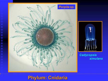 Porpita sp. Phylum: Cnidaria Cadycopsis simulans Phylum: Cnidaria.