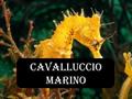 CAVALLUCCIO MARINO. Tutte le specie di cavalluccio marino appartengono alla famiglia dei Signatidi, composta da ben 55 generi e da circa 320 specie, la.