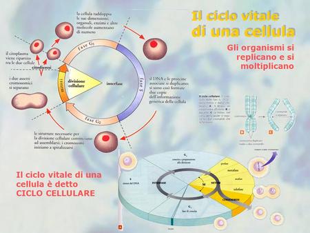 di una cellula Il ciclo vitale
