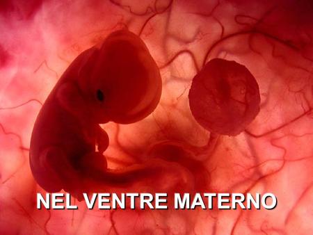 Un embrione di poche settimane all’interno dell’utero di sua madre.
