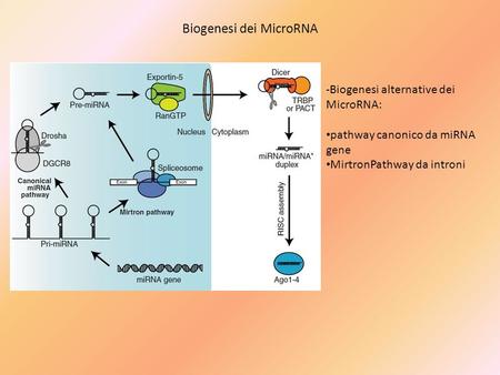 Biogenesi dei MicroRNA -Biogenesi alternative dei MicroRNA: pathway canonico da miRNA gene MirtronPathway da introni.