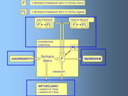 Circolazione sistemica farmaco libero METABOLISMO  reazioni di I fase  reazioni di II fase metaboliti ESCREZIONEASSORBIMENTO F sito d’azioneriserve tessuti.
