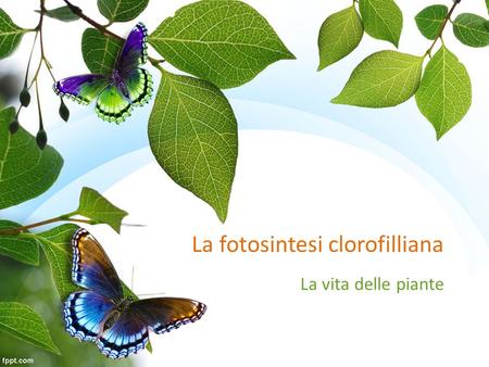 La fotosintesi clorofilliana La vita delle piante.
