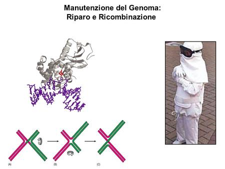 Manutenzione del Genoma: Riparo e Ricombinazione.