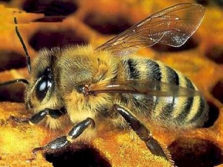 Aurora Villa:le api. CENNI STORICI Fin dall'antichità il miele era considerato il cibo preferito dagli dei,un simbolo di ricchezza e di abbondanza. Spesso.