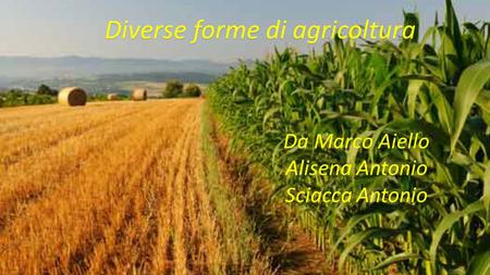 Diverse forme di agricoltura Da Marco Aiello Alisena Antonio Sciacca Antonio.