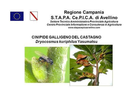 Regione Campania S.T.A.P.A. Ce.P.I.C.A. di Avellino Settore Tecnico Amministrativo Provinciale Agricoltura Centro Provinciale Informazione e Consulenza.