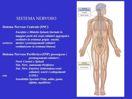 SISTEMA NERVOSO Sistema Nervoso Centrale (SNC) Encefalo e Midollo Spinale (include la maggior parte dei corpi cellulari aggregati a costituire la sostanza.