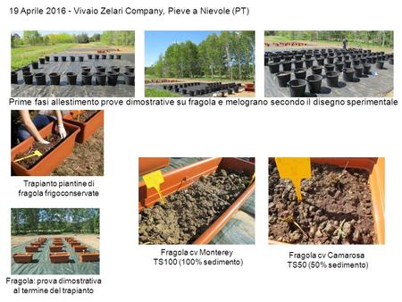 19 Aprile 2016 - Vivaio Zelari Company, Pieve a Nievole (PT) Prime fasi allestimento prove dimostrative su fragola e melograno secondo il disegno sperimentale.