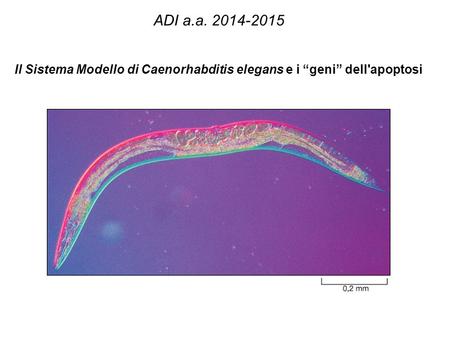 Il Sistema Modello di Caenorhabditis elegans e i “geni” dell'apoptosi ADI a.a. 2014-2015.