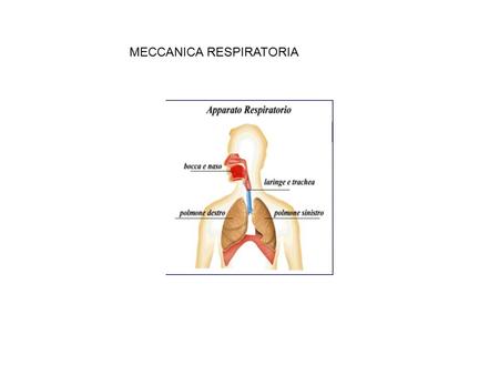 MECCANICA RESPIRATORIA. Funzioni dell’apparato respiratorio 1. Scambi gassosi 1. regolazione del pH (CO2) 1. Protezione dai patogeni 1. Vocalizzazione.