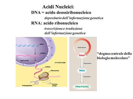 Acidi Nucleici : DNA = acido deossiribonucleico depositario dell’informazione genetica RNA: acido ribonucleico trascrizione e traduzione dell’informazione.