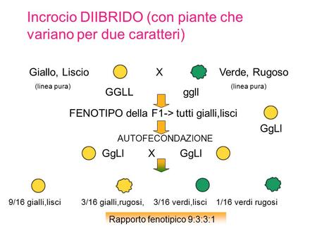 Incrocio DIIBRIDO (con piante che variano per due caratteri) Giallo, LiscioXVerde, Rugoso (linea pura) (linea pura) GGLL ggll FENOTIPO della F1-> tutti.