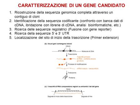 CARATTERIZZAZIONE DI UN GENE CANDIDATO 1.Ricostruzione della sequenza genomica completa attraverso un contiguo di cloni 2. Identificazione della sequenza.