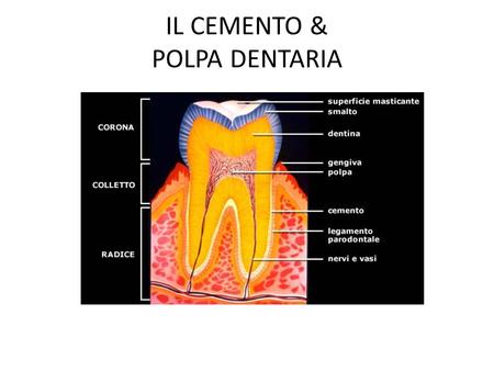 IL CEMENTO & POLPA DENTARIA. LA STRUTTURA DEL CEMENTO Il cemento (B) ricopre la radice dei denti ed è, anch’esso, una variante del tessuto osseo. A differenza.