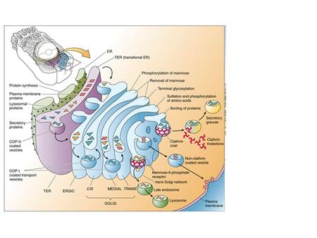 Mechanisms of intermembrane lipid transport. Tomas Blom et al. Cold Spring Harb Perspect Biol 2011;3:a ©2011 by Cold Spring Harbor Laboratory Press.