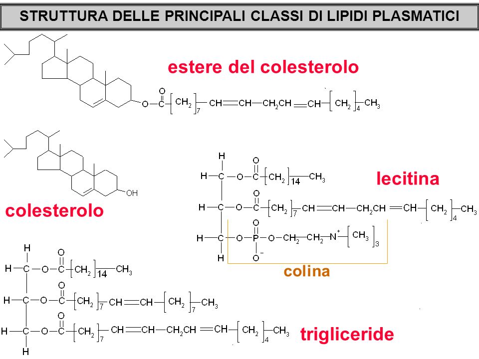 Struttura Delle Principali Classi Di Lipidi Plasmatici Ppt Scaricare