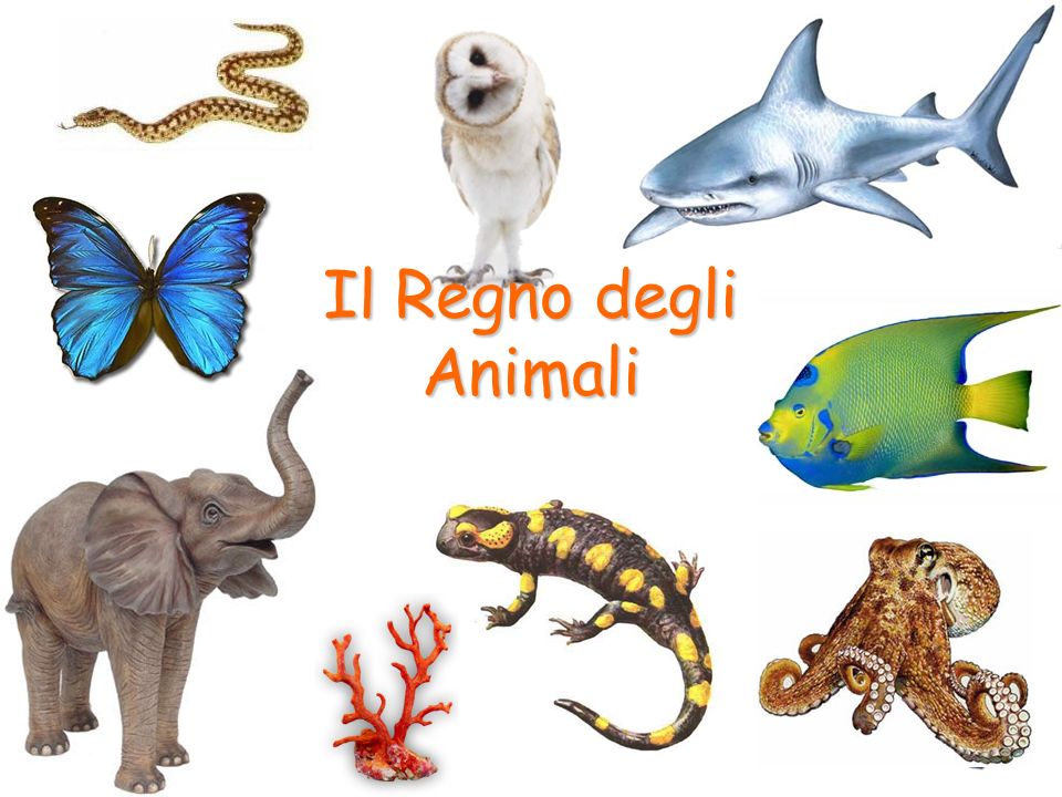 Il Regno Degli Animali Ppt Video Online Scaricare