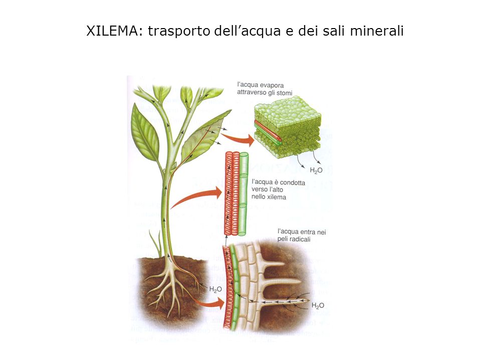 peli radicali e xilema