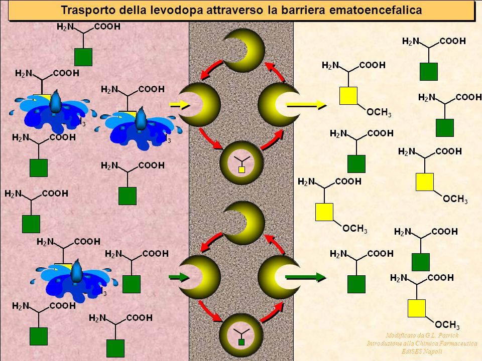 Trasporto Della Levodopa Attraverso La Barriera Ematoencefalica Ppt Scaricare