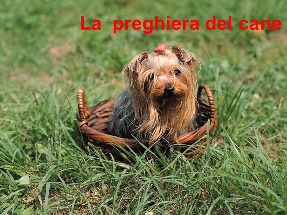 La Preghiera Del Cane Ppt Video Online Scaricare