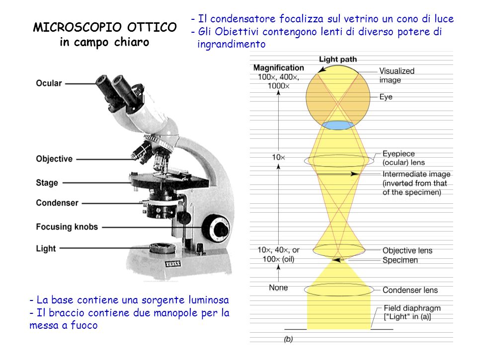 Schema dei raggi nel microscopio elettronico e nel micros