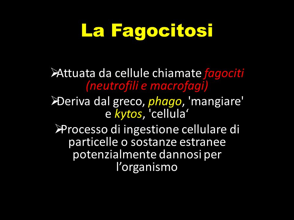 fagocitosi dei batteri