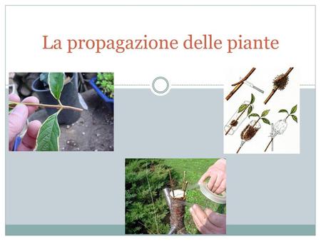 La propagazione delle piante