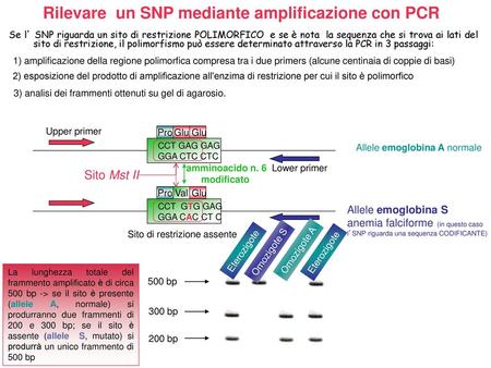Rilevare un SNP mediante amplificazione con PCR
