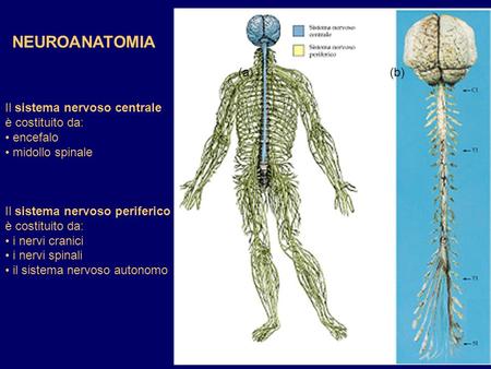 NEUROANATOMIA (a) (b) Il sistema nervoso centrale è costituito da: