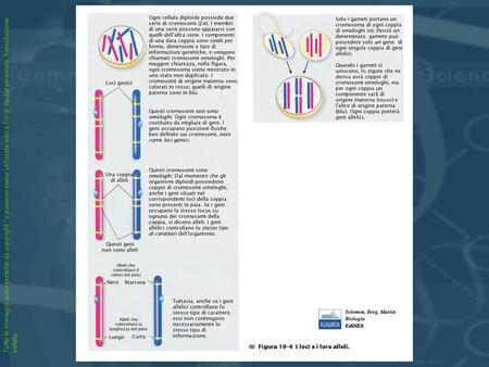 MONOGENICHE o MULTIFATTORIALI Le Malattie Genetiche MONOGENICHE o MULTIFATTORIALI 1 gene (Distrofie Muscolari) Gene/i + ambiente (diabete,