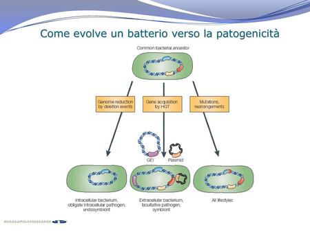 Come evolve un batterio verso la patogenicità