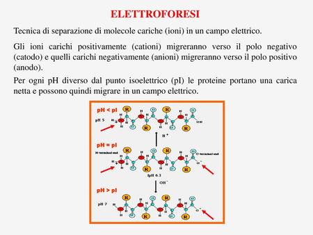 ELETTROFORESI Tecnica di separazione di molecole cariche (ioni) in un campo elettrico. Gli ioni carichi positivamente (cationi) migreranno verso il polo.
