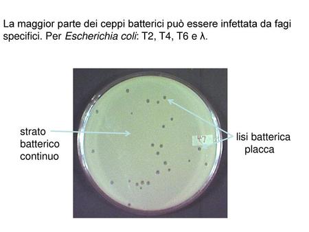 La maggior parte dei ceppi batterici può essere infettata da fagi specifici. Per Escherichia coli: T2, T4, T6 e λ. lisi batterica placca strato batterico.