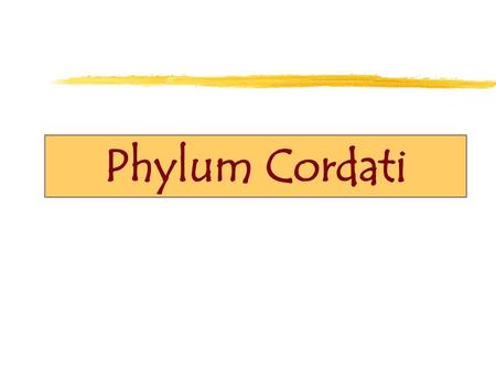 Phylum Cordati.